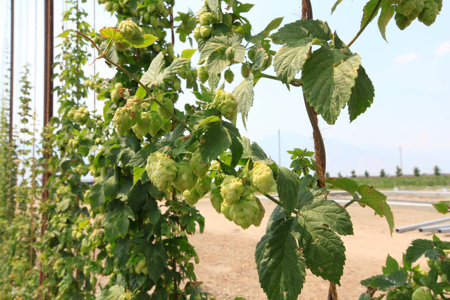 Hops at Bently Ranch