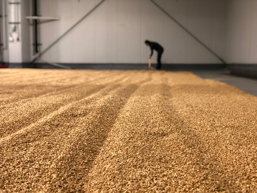 malting inside the malt house